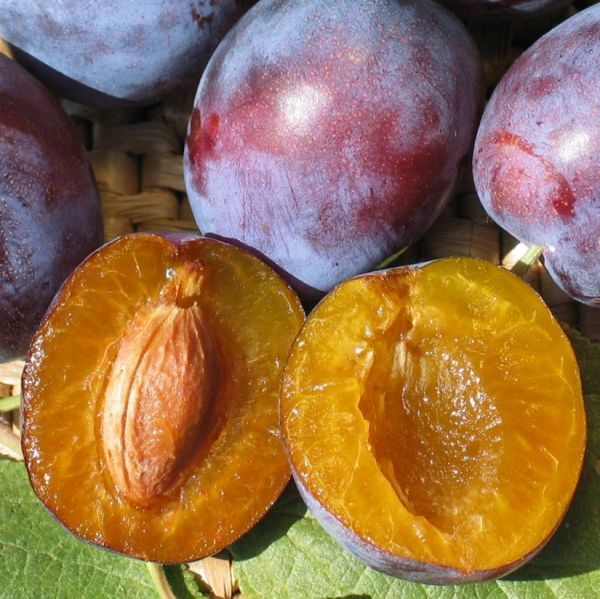 Premium Australia Sugar Plum